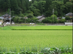 店用のお米を生産している自家水田